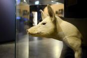 natuurmuseum brabant tilburg 1-2023 6130